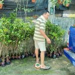 CÂY XANH GIA NGUYỄN CUNG CẤP 300 CÂY CÀ NA THÁI CHO ANH HOÀNG Ở CỦ CHI, TP. HCM