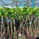 KỸ THUẬT TRỒNG CÂY MÍT TRÁI DÀI MALAYSIA