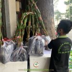 CÂY XANH GIA NGUYỄN CUNG CẤP 40 CÂY DỪA DÂU CHO CHỊ HẢI ANH Ở TỈNH KIÊN GIANG