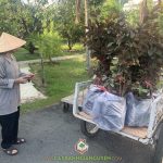 CÂY XANH GIA NGUYỄN CUNG CẤP 30 CÂY ỔI TÍM CHO TẬP VIỆN PHAOLÔ