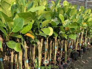 Giống mít trái dài, Mít trái dài, Cách chọn giống mít trái dài, Cây mít trái dài, Lá cây mít trái dài, Chọn giống mít trái dài