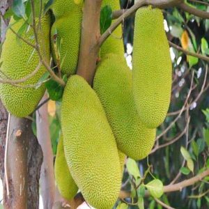 Cách phòng trừ sâu bệnh, trồng mít Malaysia trái dài, mít Malaysia trái dài, phòng bệnh cho cây mít Malaysia trái dài, cây mít Malaysia trái dài