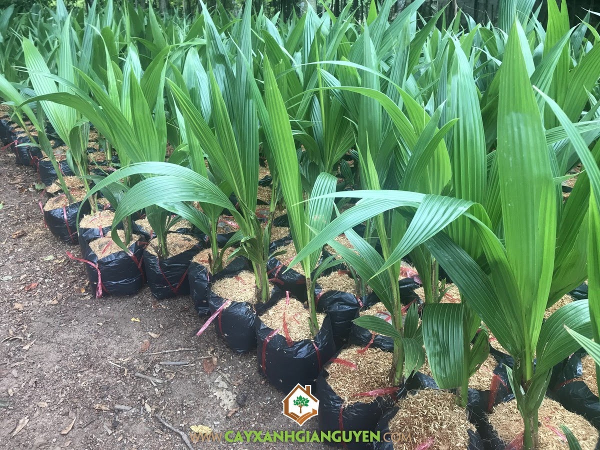 SO SÁNH DỪA XIÊM LÙN ĐỎ VÀ DỪA XIÊM LÙN XANH LOẠI NÀO NGON? – CÂY ĂN TRÁI