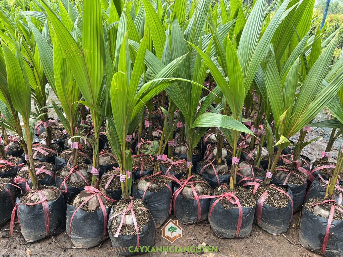 SO SÁNH DỪA XIÊM LÙN ĐỎ VÀ DỪA XIÊM LÙN XANH LOẠI NÀO NGON? – CÂY ĂN TRÁI