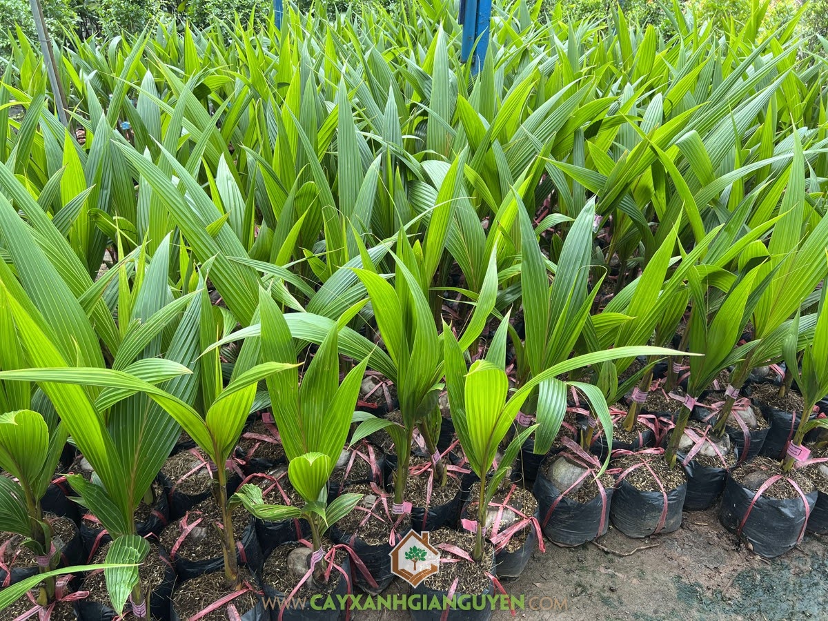 SO SÁNH DỪA XIÊM LÙN ĐỎ VÀ DỪA XIÊM LÙN XANH LOẠI NÀO NGON? – CÂY ĂN TRÁI