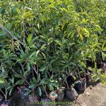 PHÒNG TRỪ SÂU BỆNH HẠI CÂY SAPO MEHICO