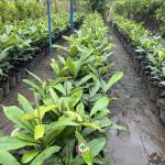 TÌM ĐỊA CHỈ BÁN CÂY HỒNG NHUNG GIỐNG CHẤT LƯỢNG Ở HCM