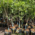 CÁCH CHĂM SÓC CÂY SAPO MEHICO SAI QUẢ