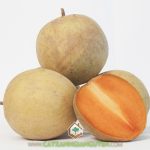 SAPO MEHICO VÀ SAPO RUỘT ĐỎ NÊN TRỒNG LOẠI NÀO ĐỂ PHÁT TRIỂN KINH TẾ?