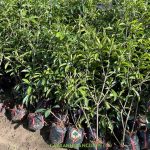 CÓ NÊN ĐẶT MUA ONLINE CÂY GIỐNG SAPO MEHICO TẠI CÂY XANH GIA NGUYỄN