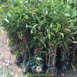 VÙNG NÀO TRỒNG SAPO MEHICO ĐẠT NĂNG SUẤT CAO NHẤT Ở VIỆT NAM