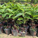 Các loại phân bón phù hợp cho cây mận điều đỏ giống