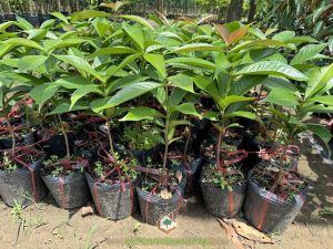 cây mận điều đỏ, giống cây mận điều đỏ, mận điều đỏ, Công ty Cây Xanh Gia Nguyễn, mua cây, chăm sóc cây mận điều đỏ