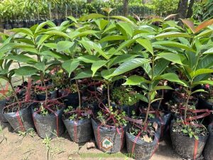 cây mận điều đỏ bị sâu bệnh, Cây Xanh Gia Nguyễn,  cây giống, Cây mận điều đỏ,  Cây mận điều đỏ,  phòng trừ sâu bệnh, sâu bệnh