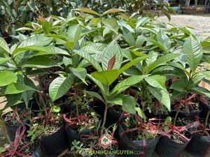 Cây mận điều đỏ, Công ty Cây Xanh Gia Nguyễn, bán giống cây mận điều đỏ,  giống cây mận điều đỏ,  mận điều đỏ, giống cây mận điều đỏ