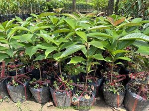 Cây giống mận điều đỏ, Mận điều đỏ, Thân cây mận điều đỏ, Lá mận điều đỏ, Trái mận điều đỏ, Trồng cây ăn trái