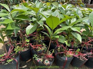 mua cây giống mận điều đỏ, Cây mận điều đỏ, mua cây giống mận điều đỏ, Cây Xanh Gia Nguyễn, mận điều đỏ, cây giống chất lượng, Nhà vườn,  hội chợ nông nghiệp, công ty Cây Xanh Gia Nguyễn