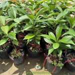 Trồng cây mận đỏ có tác dụng gì?