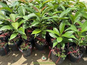 Cây mận điều đỏ, Trái cây, Giống cây, Trái mận điều đỏ, Cây mận điều đỏ, Công ty Cây Xanh Gia Nguyễn, bán giống cây mận điều đỏ,  giống cây mận điều đỏ,  mận điều đỏ, giống cây mận điều đỏ