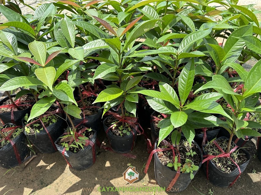 Cây mận điều đỏ, Trái cây, Giống cây, Trái mận điều đỏ, Cây mận điều đỏ, Công ty Cây Xanh Gia Nguyễn, bán giống cây mận điều đỏ,  giống cây mận điều đỏ,  mận điều đỏ, giống cây mận điều đỏ