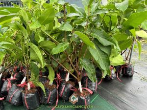 Cây Mận Hồng Sóc Trăng Giống, Cung Cấp Cây Mận Hồng Sóc Trăng Giống, Công Ty Cây Xanh Gia Nguyễn, Cây mận hồng Sóc Trăng, giống cây ăn trái, Công ty Cây Xanh Gia Nguyễn, Cây Xanh Gia Nguyễn, giống cây ăn trái