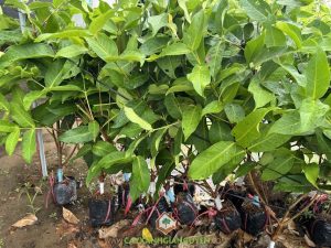 mận hồng mst, Cây mận hồng Sóc Trăng, giống cây ăn trái, Công ty Cây Xanh Gia Nguyễn, Rệp Sáp trên cây mận hồng mst, Sâu Đục Thân, Bọ trĩ, Nấm Gây Thối Rễ, Nấm Đốm Lá cây ăn trái, Phun thuốc trừ nấm