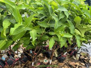 Cây Giống Mận Hồng Sóc Trăng, Cây mận hồng Sóc Trăng, giống cây ăn trái,  cây giống mận hồng, Công ty Cây Xanh Gia Nguyễn, Trồng Cây Mận Hồng Sóc Trăng, Vườn cây ăn trái