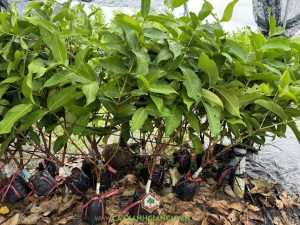 Mua Cây Giống Mận Hồng Sóc Trăng Ở Đâu, Mua Cây Giống Mận Hồng, Cây Giống mận hồng Sóc Trăng, Giống mận, Công ty Cây Xanh Gia Nguyễn, mận hồng đường Sóc Trăng, Cây giống mận hồng, giống mận, Cây mận hồng Sóc Trăng, mận đường Sóc Trăng, Cây giống mận hồng, cây ăn trái