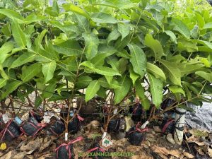 Cây Giống mận hồng Đường Sóc Trăng, Giống mận, Công ty Cây Xanh Gia Nguyễn, cách trồng cây giống mận hồng, mận hồng đường Sóc Trăng, Cây giống mận hồng, giống mận, Cây mận hồng Sóc Trăng, mận đường Sóc Trăng, Cây giống mận hồng, cây ăn trái