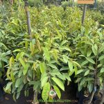 LÀM SAO ĐỂ MUA ĐƯỢC ĐÚNG CÂY SẦU RIÊNG BLACK THORN GIỐNG?