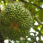 VÌ SAO GỌI LÀ SẦU RIÊNG BLACK THORN?