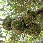 SẦU RIÊNG BLACK THORN (D704) : CỰC PHẨM “KIM CƯƠNG ĐEN” TRONG LÀNG CÂY ĂN TRÁI