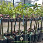 Hướng Dẫn Kỹ Thuật Trồng Và Chăm Sóc Sầu Riêng Black Thorn