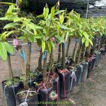 Ở Đâu Bán Cây Giống Sầu Riêng Black Thorn Uy Tín, Chất Lượng?