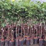 Hướng Dẫn Phòng Và Chữa Bệnh Trên Cây Chôm Chôm Tiến Cường Cho Chủ Nhà Vườn