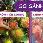 Cách Phân Biệt Cây Giống Chôm Chôm Tiến Cường Với Các Loại Chôm Chôm Khác