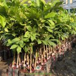 Hướng Dẫn Cách Mua Cây Giống Chôm Chôm Tiến Cường Giá Rẻ Và Hiệu Quả