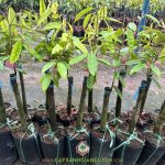 TÌM HIỂU VỀ CÂY GIỐNG SẦU RIÊNG BLACK THORN D200