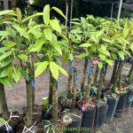 CÓ NÊN TRỒNG SẦU RIÊNG BLACK THORN BẰNG HẠT? 