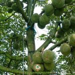 SẦU RIÊNG BLACK THORN ĐANG MANG TRÁI: CHĂM SÓC VÀ PHÒNG BỆNH ĐỂ TỐI ƯU