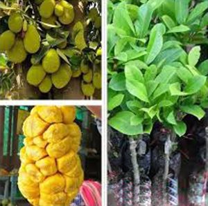 Cây Mít Tố Nữ Hương Sầu Riêng, Ưu điểm mít tố nữ hương sầu riêng, tại sao nên trồng mít tố nữ vị sầu riêng, giống mít nhanh cho trái, cây giống Gia Nguyễn