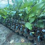 Cách Phân Biệt Cây Giống Mít Tố Nữ Vị Sầu Riêng So Với Các Loại Mít Khác