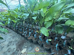 Cách nhận biết mít tố nữ vị sầu riêng, phân biệt mít tố nữ sầu riêng, mua giống mít tố nữ chuẩn ở đâu, đặc điểm lá mít tố nữ vị sầu riêng