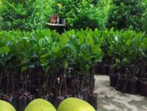 Mít tố nữ vị sầu riêng, cây giống mít tố nữ sầu riêng, đặc điểm mít tố nữ vị sầu riêng, mua giống mít tố nữ ở đâu chuẩn