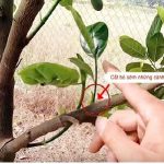 Tại Sao Nên Chọn Cây Giống Mít Tố Nữ Vị Sầu Riêng Ghép Mắt Thay Vì Gieo Hạt? 