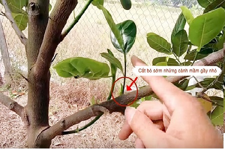 Trồng xen mít tố nữ vị sầu riêng, kỹ thuật xen canh vườn sầu riêng, lợi ích trồng xen canh mít, mua giống mít tố nữ uy tín