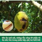 Bí Quyết Phòng Trừ Sâu Bệnh Cho Mít Tố Nữ Vị Sầu Riêng