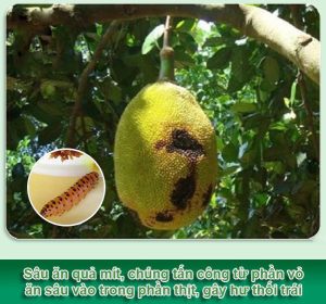 Sâu bệnh trên mít tố nữ vị sầu riêng, cách trị xì mủ mít tố nữ, phòng trừ sâu đục trái mít, Chăm Sóc Mít Tố Nữ Vị Sầu Riêng, Kỹ thuật trồng mít tố nữ vị sầu riêng, cách chăm sóc mít tố nữ hương sầu riêng, bón phân cho mít tố nữ, mua cây giống mít tố nữ ở đâu