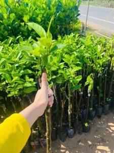 Chăm Sóc Mít Tố Nữ Vị Sầu Riêng, Kỹ thuật trồng mít tố nữ vị sầu riêng, cách chăm sóc mít tố nữ hương sầu riêng, bón phân cho mít tố nữ, mua cây giống mít tố nữ ở đâu